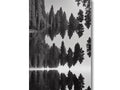 An art print of redwoods sitting by a mirror with a white background.