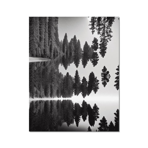 a black and white image of pine trees and a reflection image, surrounded by glass and
