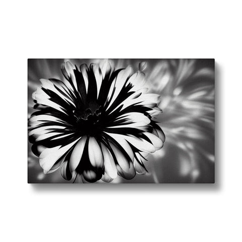 A black and white art print of white flowers with a brown border.