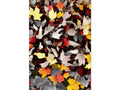 A picture of autumn leaves with autumn foliage is displayed.