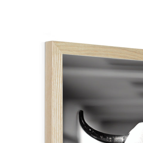 Two brown tusks and horns are mounted in a picture frame on a frame on