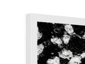 A picture frame covered with a white picture of roses on a black background.