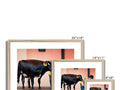Several bovines standing around a wooden wall picture frame.