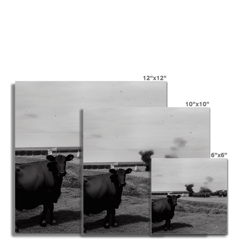 Two photographs of a black and white buffalo that are facing the camera.
