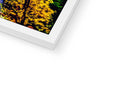 A picture frame has a picture of a large white pine tree in its background.
