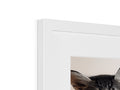 A cat is seen in a photo frame on a wall with white wallpaper.