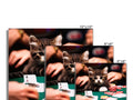A red cardboard board with a kitten, cat and poker in the center.