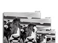A row of cows sitting on top of an image of a mirror.