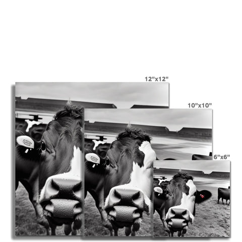 A row of cows sitting on top of an image of a mirror.