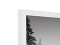 A picture frame on a white and black wall of pine trees.
