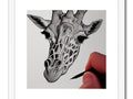 An image of a giraffe nibbling on a picture plate.