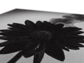 A flower that is in a black and white print on a canvas.