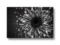 A floral design on a picture in black form of an anemone with white flowers