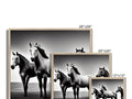 Many beautiful horses standing in a field on a black and white photo frame.