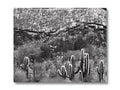 A black and white picture of a red rock wall of cactus trees, trees,
