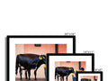 Four images of a cow on a photo frame standing next to a window.