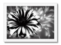 a floral art print in a black and white painting with a petal hanging on a