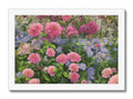 A purple and white flowerbed full of pink flowers in a picture on a white card