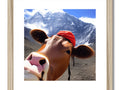 A close-up pic of a cow on its forehead and face is displayed on the