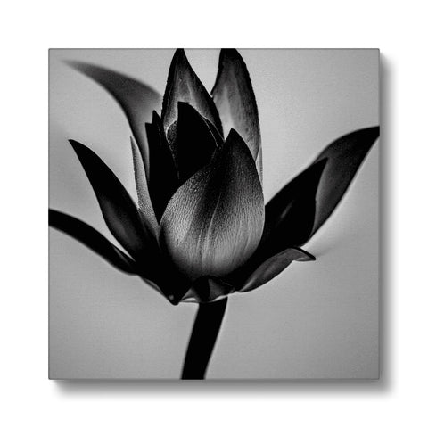 A black and white lily on an art print hanging from a plant.