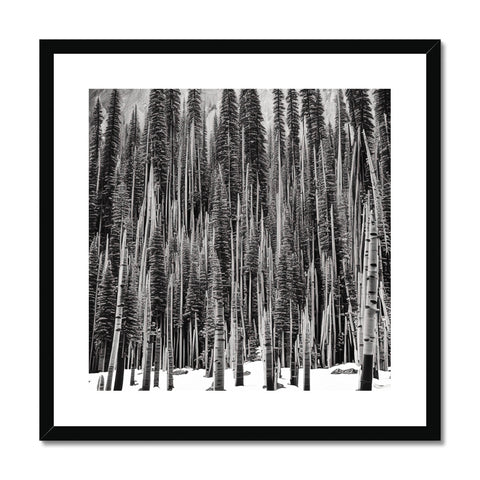 A wood art print of pine trees in the forest standing next to a field.