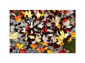 Fall foliage is shown on a blanket on a white background at a grassy and muddy