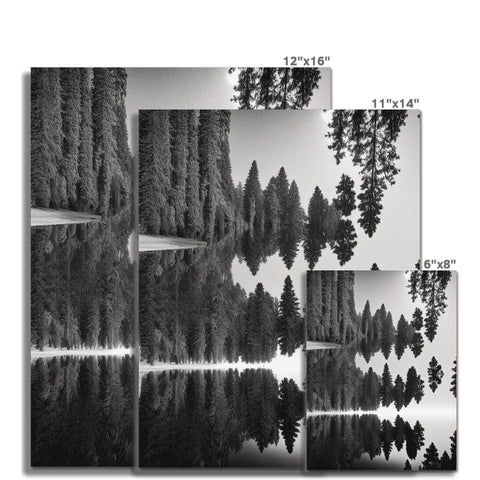 A pair of black and white pictures of pine trees on a wall.