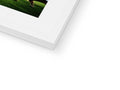 The white cow is sitting on a frame while carrying a softcover photo book.
