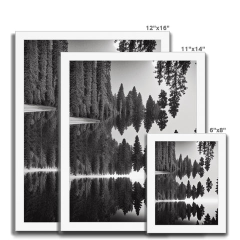 Three black and white photos of pine trees in a field with foliage.