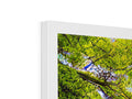 A view of some trees in a forest in the background of a picture frame.