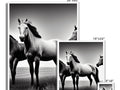 a set of three different images of horses and each has different characteristics.