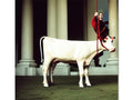 A picture of a human cow on a red and white field.