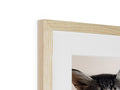 A small cat peering into a picture frame under a wooden picture.