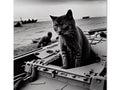 A cat sitting at the deck of an aircraft carrier on the deck and water in the
