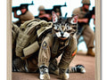A cat sitting atop in front of a photo in a man's uniform.