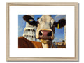 A cow is shown in a picture frame on a blue wall.