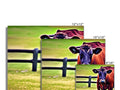 Three images of a cow grazing on the side of a fence.