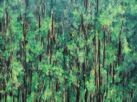 A green forest filled with eucalyptus trees and tall trees.