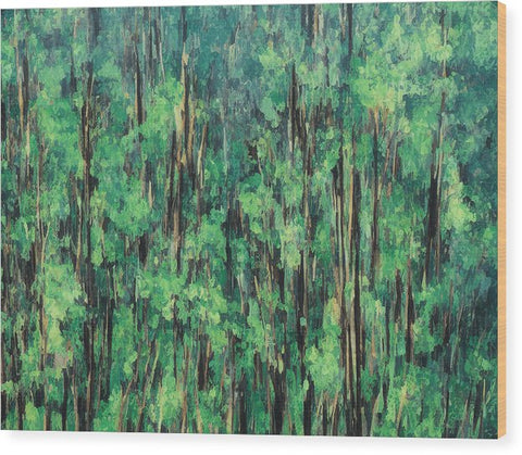 A green forest of eucalyptus with a dark green tree next to a