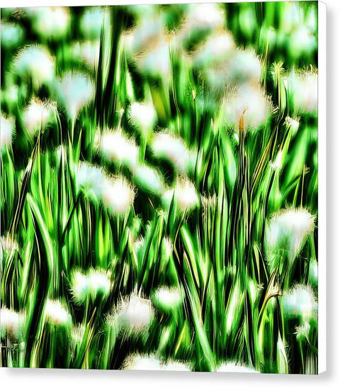Blooming Daffodils - Canvas Print