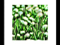 A lush green field with white scallions on white grass with some white flowers