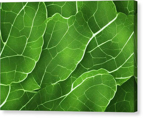 A leafy green plant is placed on a green plate topped with lettuce leaves and some