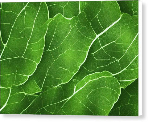 Veggie Plant in its Verdant Splendor - Canvas Print