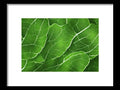 A leafy green leaf with a lot of black and white images and green plants