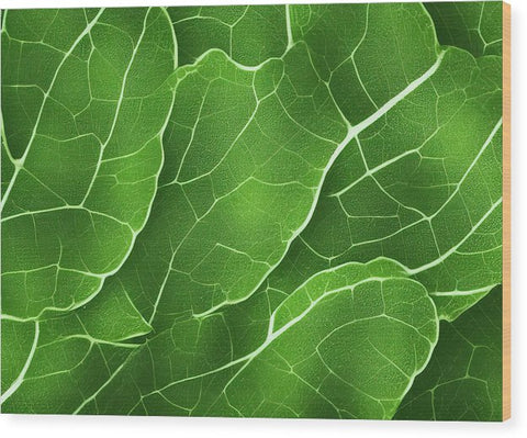 Lettuce leaves are on a leafy green board next to a white plate.