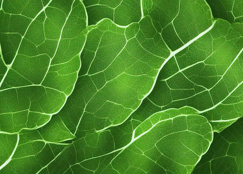 This is close up of a leafy veggie plant on its leafy green