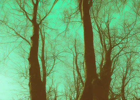 Two trees are shading behind a branch in dark forest with a green sky