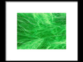 A picture of green grass and green bird feathers in an acrylic frame