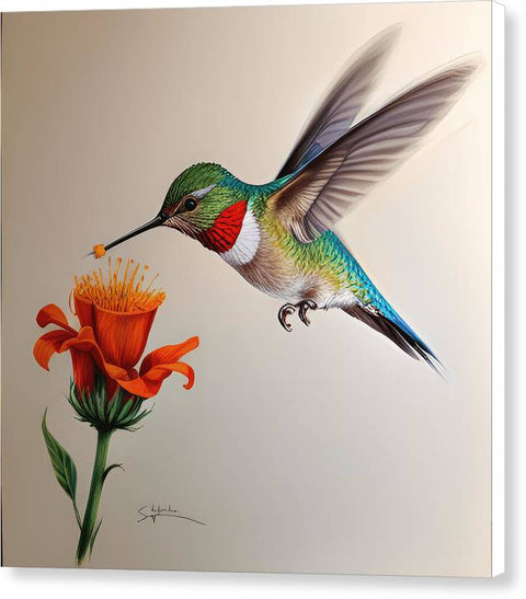 Hummingbird with Flower Drawing - Canvas Print