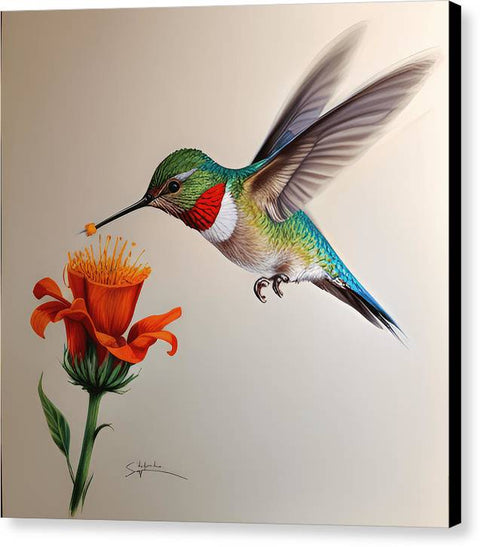 Hummingbird with Flower Drawing - Canvas Print